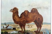 Im Wiener Keller Überreste von Kamel