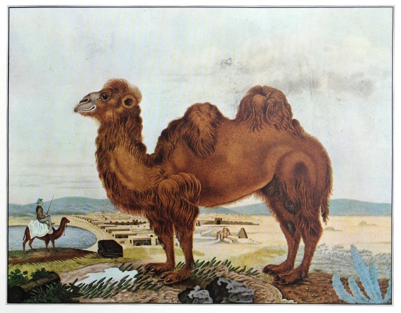 Im Wiener Keller Überreste von Kamel